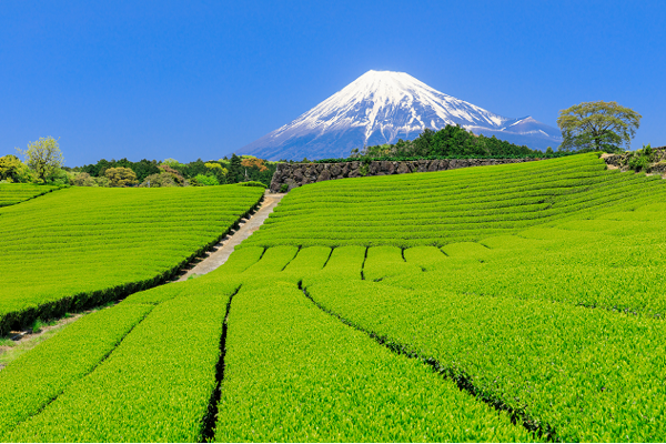 GreenTea_field